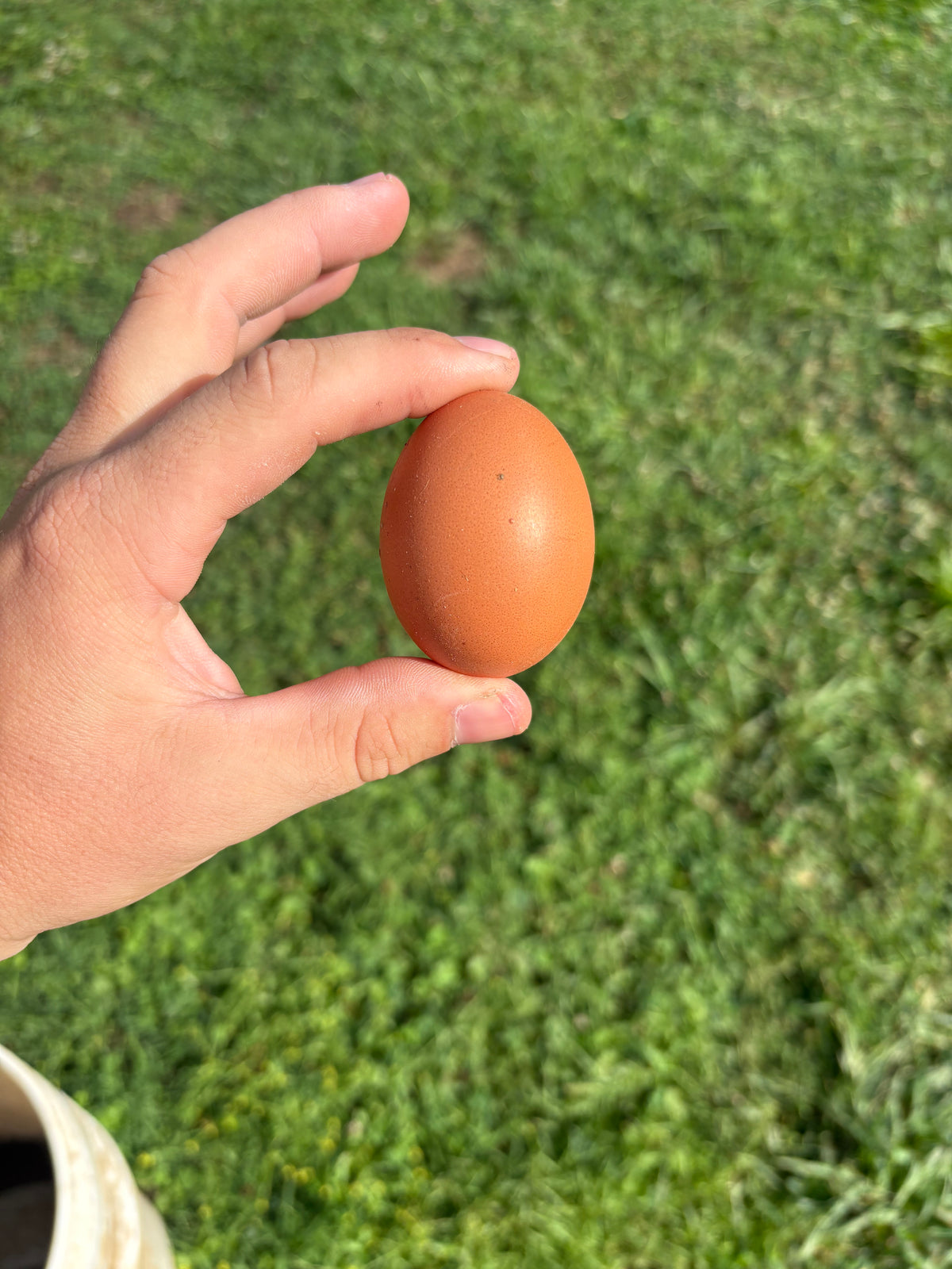 Fresh brown egg from Spring Bottom Farm